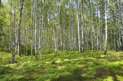 Fototapeta Brzozowej