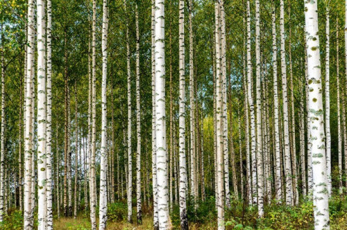 Fototapeta Brzozy w fińskiej jesienią