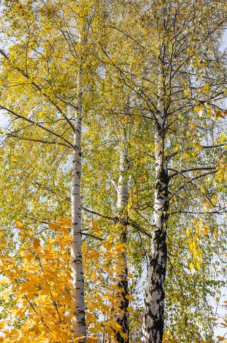 Fototapeta Brzozy jesienią