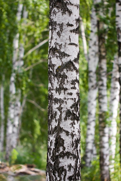 Fototapeta Brzoza w przyrodzie