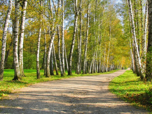 Fototapeta Jesień Preshpect, Jasna Polana, Tula, Rosja