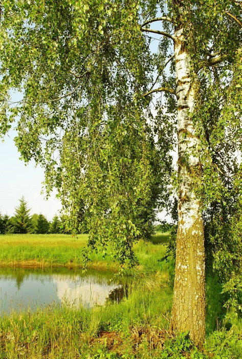 Fototapeta Brzoza na stawie.