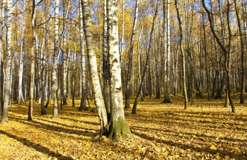 Fototapeta Brzozowy las, jesień