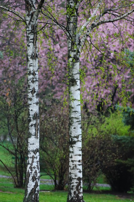 Fototapeta Kwiaty i Osiki