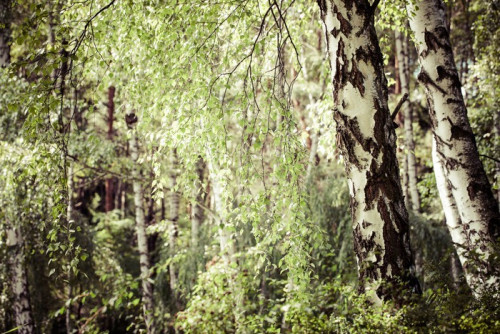 Fototapeta Piękne brzozy w lesie latem