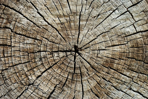 Fototapeta Struktura drewna