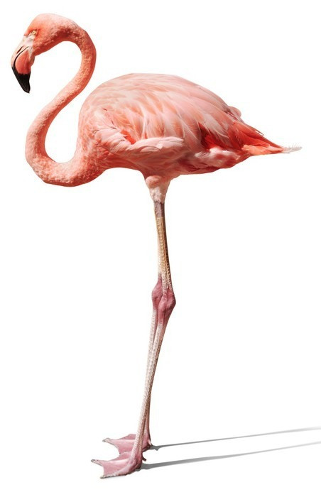 Fototapeta Flamingo na białym
