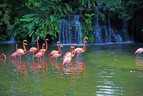 Fototapeta Różowe flamingi na jezioro z wodospadami w rainorest.