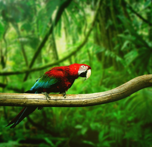 Fototapeta Parrot w dżungli