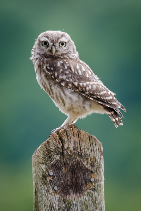 Fototapeta UK dzikiej Little Owl
