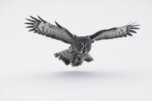 Fototapeta Great Grey Owl. (Strix nebulosa)