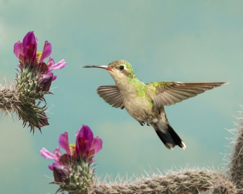 Fototapeta Kobieta Szeroko zapowiadane Hummingbird odkurzanie z kwiatami