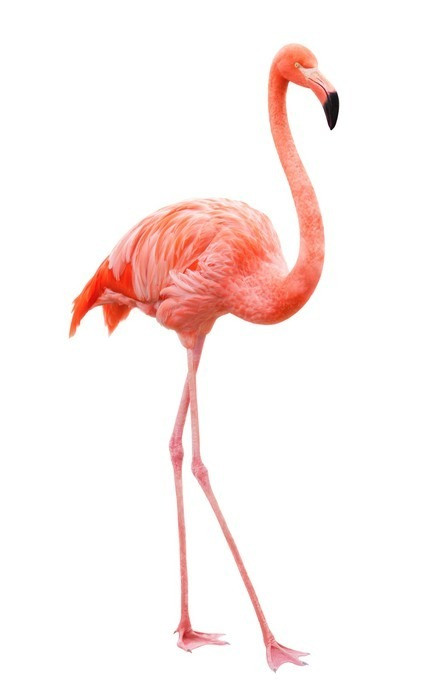 Fototapeta Flamingo chodzenia na białym tle