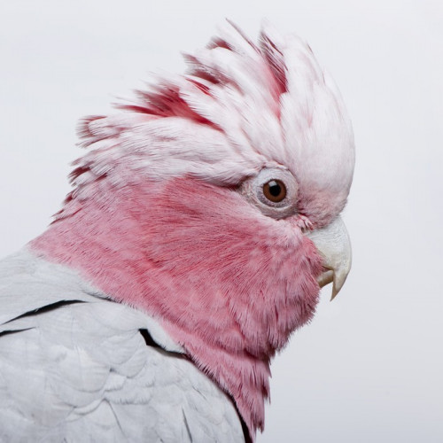 Fototapeta Galah ptaka - Eolophus roseicapilla (19 miesięcy),