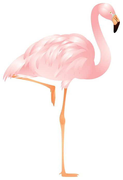 Fototapeta Flamingo w wektorze