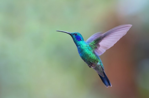 Fototapeta Zielona Violetear koliber w locie w Kostaryce