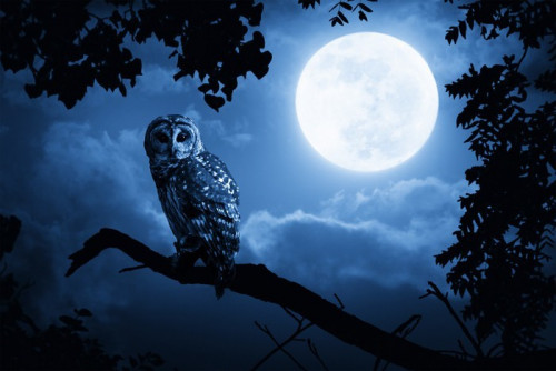 Fototapeta Owl Oświetlone Przez pełni księżyca w noc Halloween