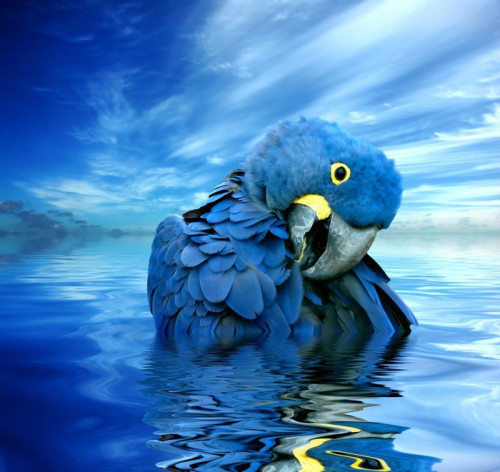 Fototapeta Blue Parrot