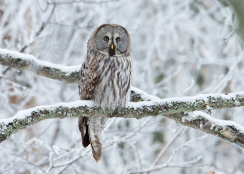 Fototapeta Great Grey Owl (Strix nebulosa) siedzący na drzewie