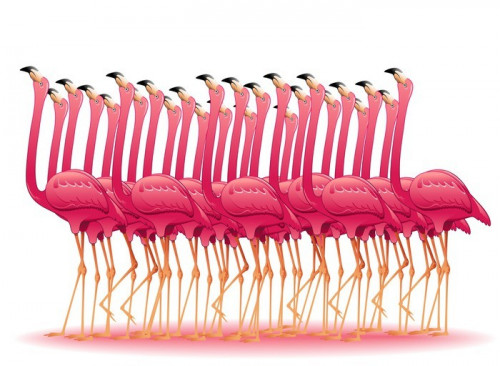 Fototapeta Różowe flamingi Group-Fenicotteri Rosa Gruppo Stormo-Vector