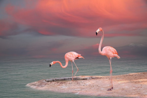 Fototapeta Pink Flamingo