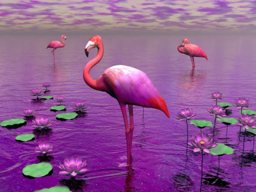 Fototapeta Flamingi i nenufary - 3D render