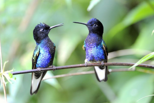 Fototapeta Velvet-fioletowy Coronet koliber