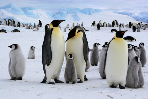 Fototapeta Manchots empereurs de l&#39;Antarctique