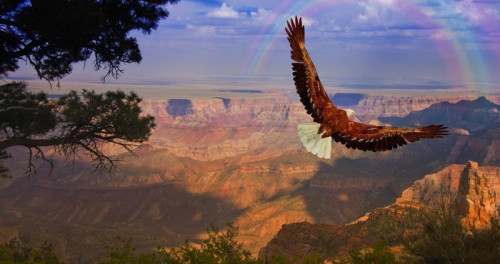 Fototapeta Orzeł trwa lot nad Grand Canyon USA