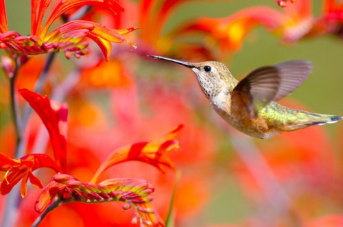 Fototapeta Ryży karmienia Hummingbird na Crocosmia Kwiaty