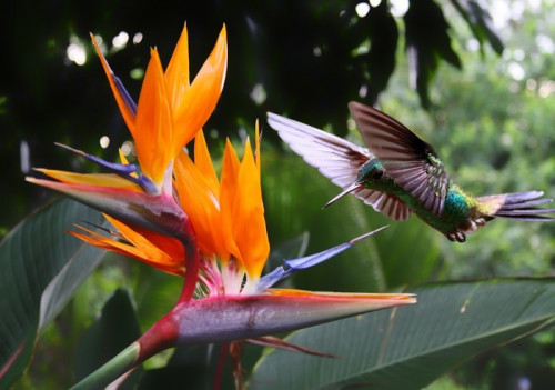 Fototapeta Latające koliber na strelitzia kwiat