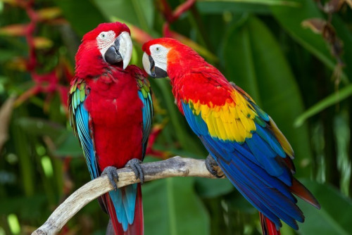 Fototapeta Para Green-Winged i Scarlet ary w przyrodzie okolic