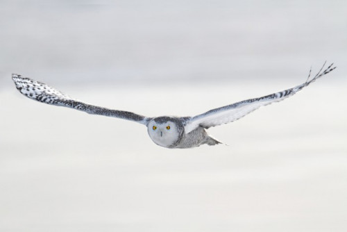 Fototapeta Sowa śnieżna, Bubo scandiacus