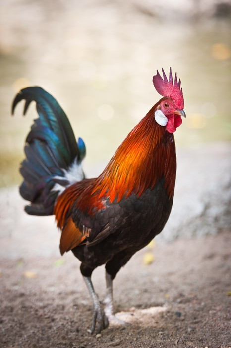 Fototapeta Piękne Rooster