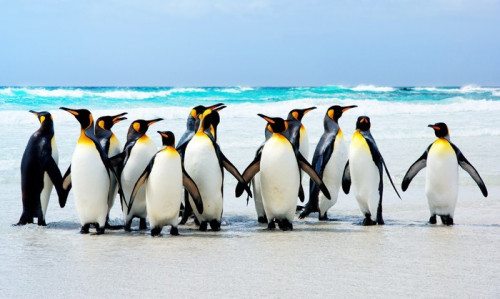 Fototapeta Kings of the Beach