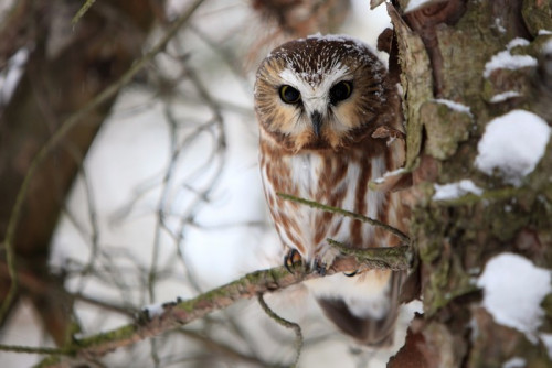 Fototapeta Saw-Whet Owl