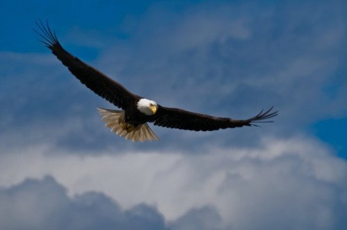 Fototapeta Bald Eagle Soaring