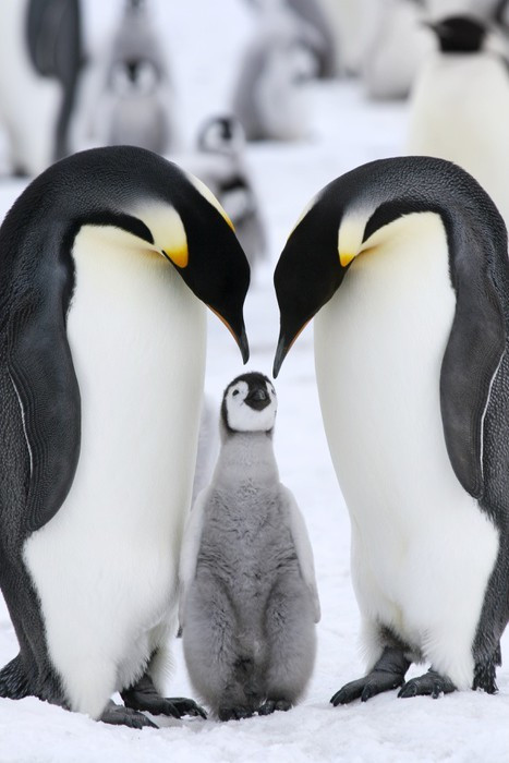 Fototapeta Pingwin cesarski (Aptenodytes forsteri)