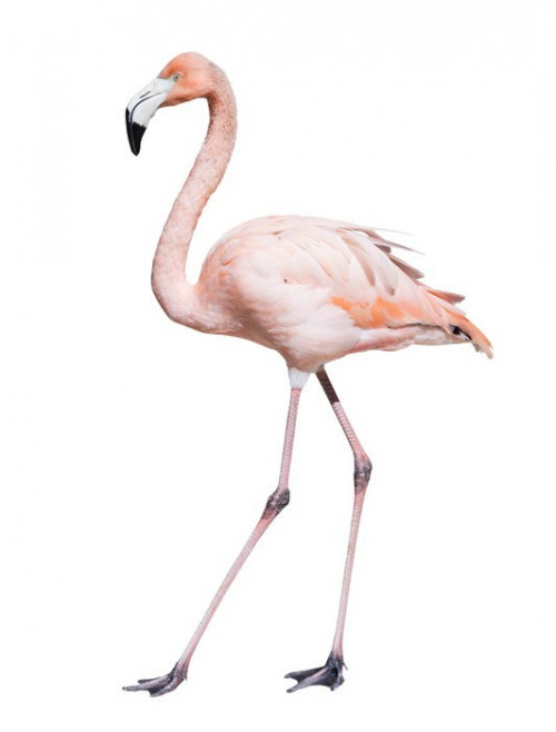 Fototapeta Pink Flamingo. izolowanych na białym