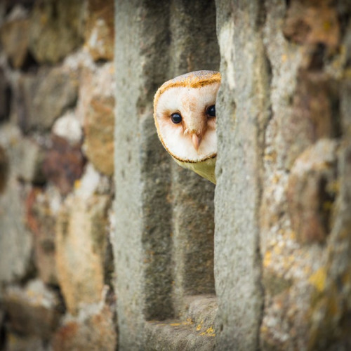 Fototapeta Barn Owl ptaka