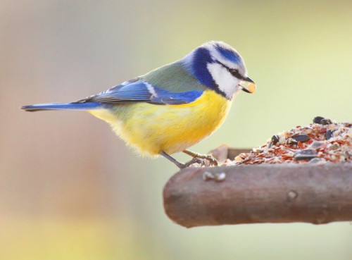 Fototapeta Modraszka (Cyanistes żółty) na ptaka tabeli.