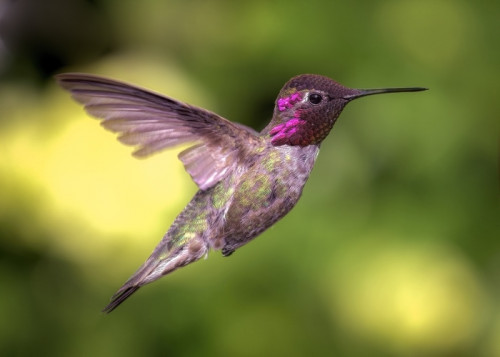 Fototapeta Hummingbird w locie, Barwa, Dzień