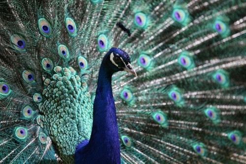 Fototapeta Samiec pawia (Pavo cristatus)