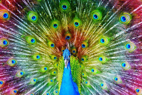 Fototapeta Peacock Feathers Rozprzestrzenianie