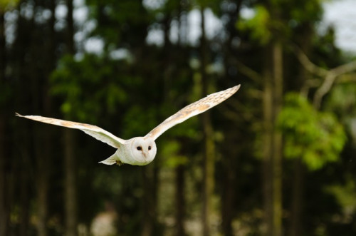 Fototapeta Barn Owl Latanie