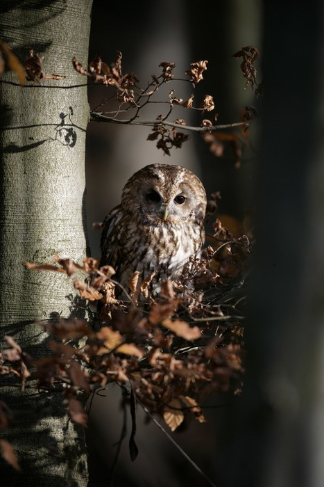 Fototapeta Puszczyk, Strix aluco