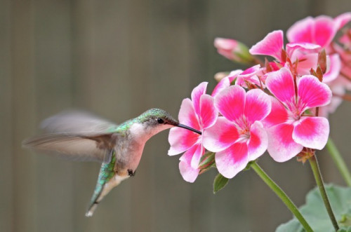 Fototapeta Ruby-throated Hummingbird i Flower