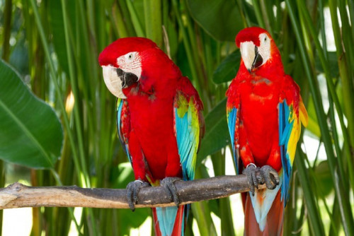 Fototapeta Para Green-Winged i Scarlet ary w przyrodzie okolic