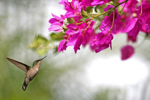 Fototapeta Kolibry, które butine kwiaty w Gwadelupie