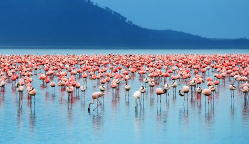 Fototapeta Flamingi afrykańskie